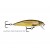 Live Brown Trout (Truta Fario) TRL